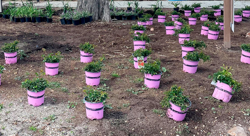 plants